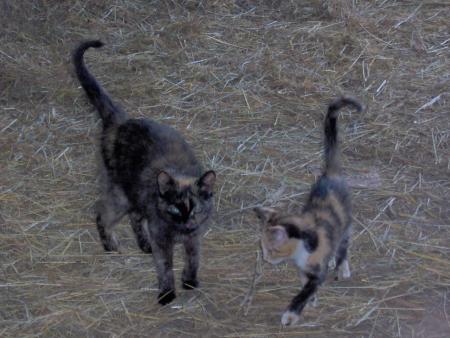 sa c mon chaton ac sa maman